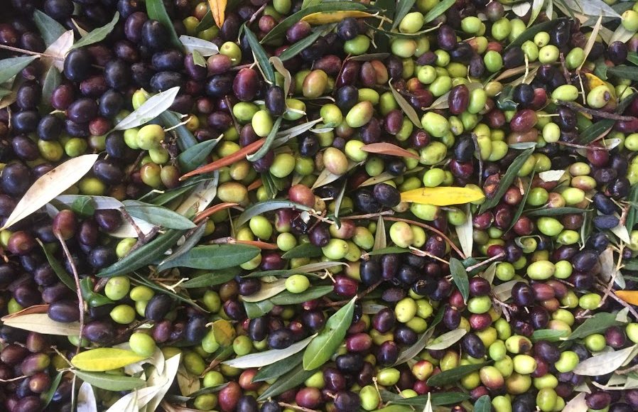 Olivenernte in der Tenuta Mezzorecchio