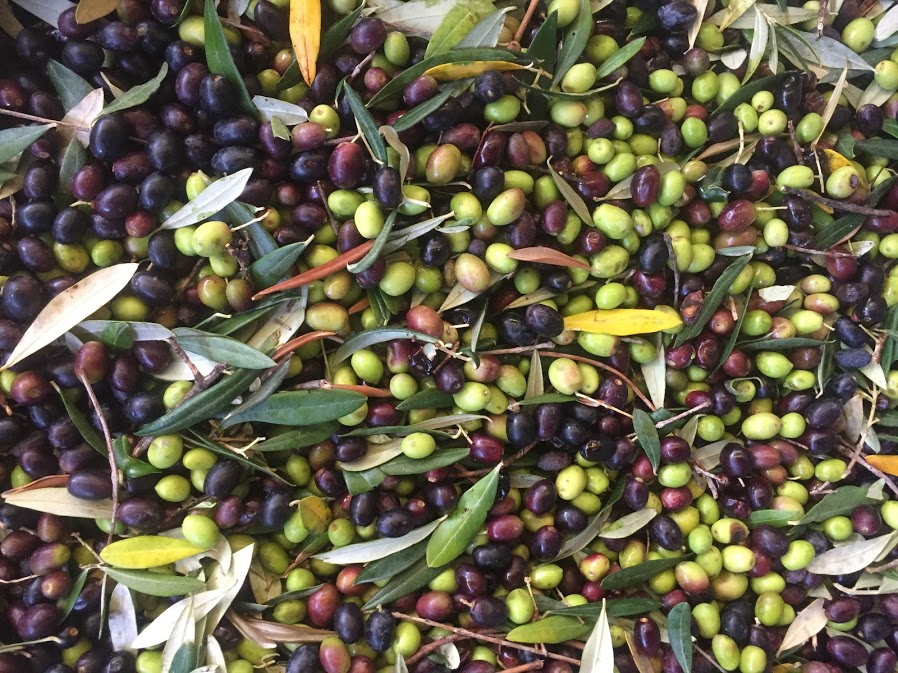 Olivenernte in der Tenuta Mezzorecchio